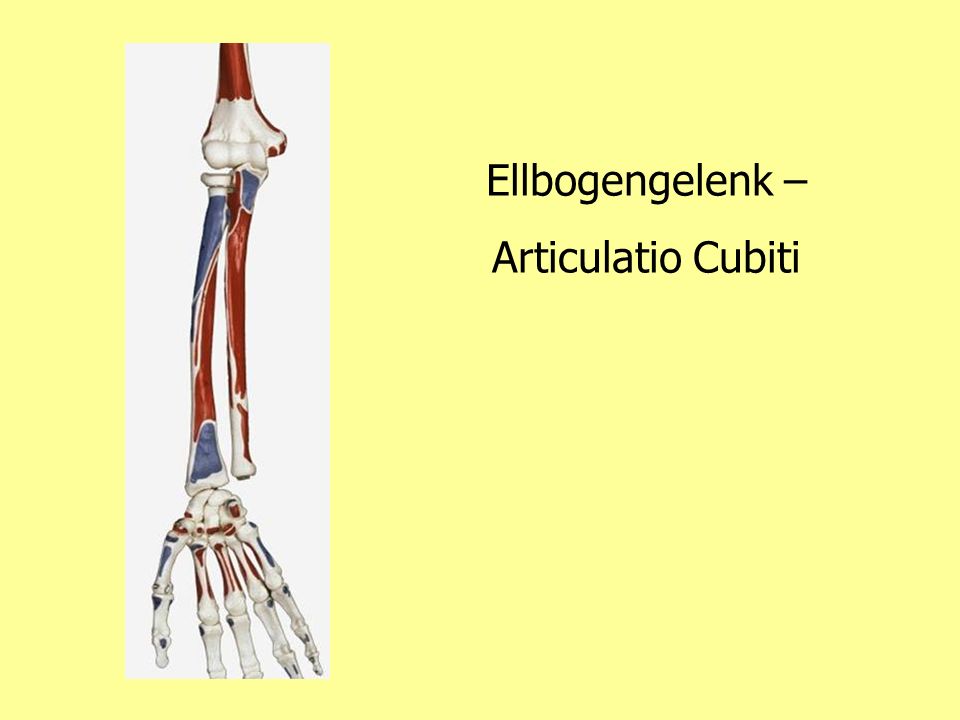 Ellbogengelenk – Articulatio Cubiti