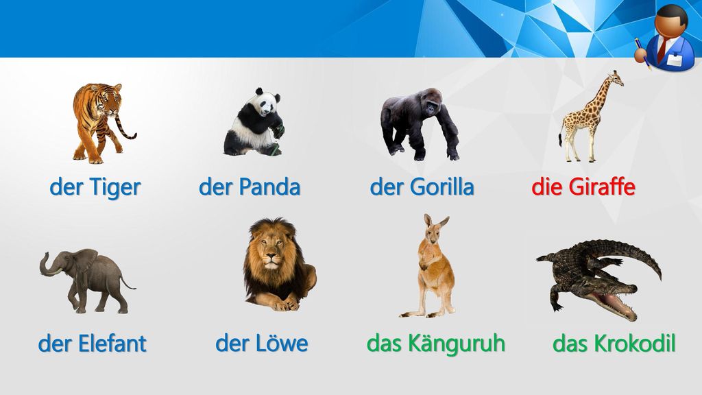 der Tiger der Panda der Gorilla die Giraffe der Elefant der Löwe das Känguruh das Krokodil