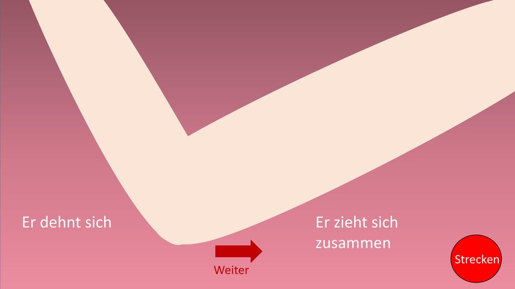 RICHTIG FALSCH RICHTIG FALSCH Er dehnt sich Er zieht sich zusammen