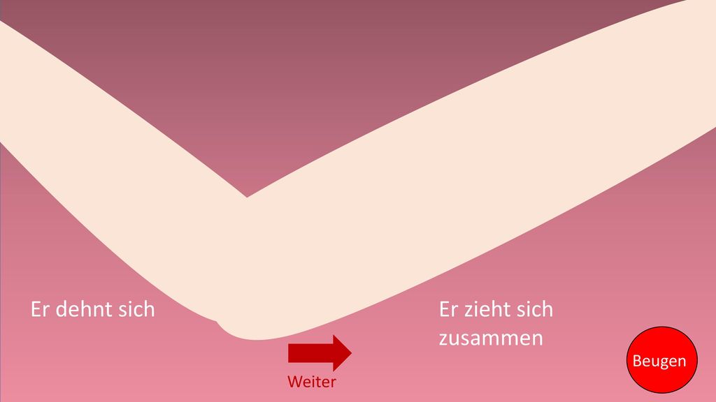 RICHTIG FALSCH FALSCH RICHTIG Er dehnt sich Er zieht sich zusammen