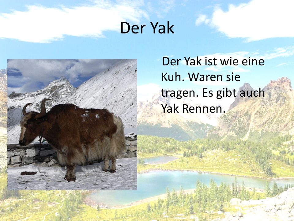 Der Yak Der Yak ist wie eine Kuh. Waren sie tragen. Es gibt auch Yak Rennen.