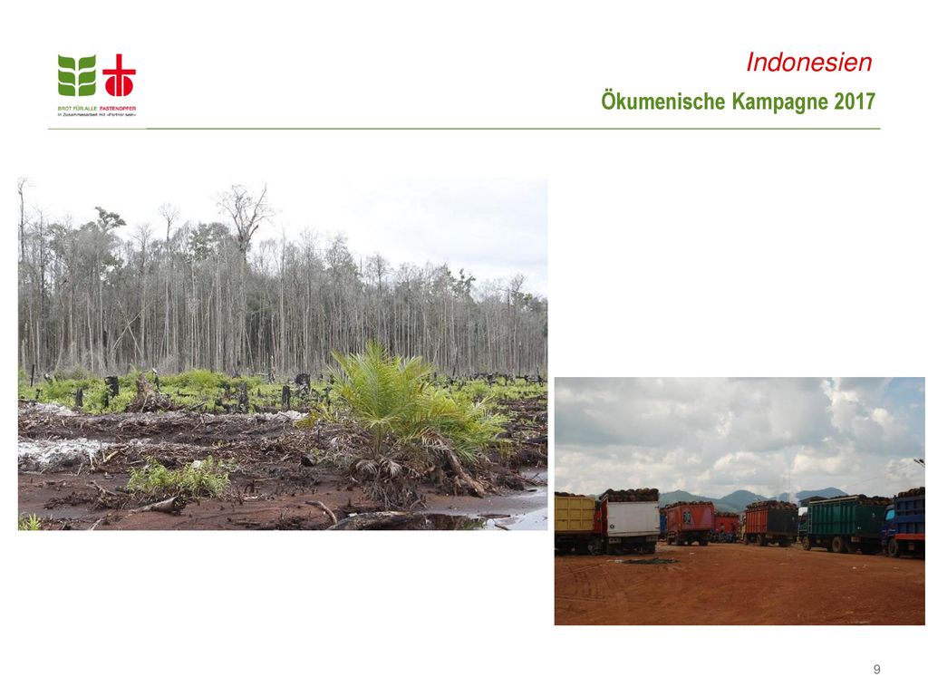 Indonesien Noch in den 80er-Jahren war Kalimantan von Primärwald bedeckt, eine dichte Vegetation, in der man sich verlieren konnte.