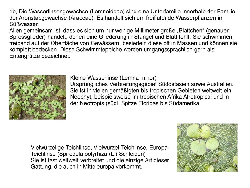 1b, Die Wasserlinsengewächse (Lemnoideae) sind eine Unterfamilie innerhalb der Familie der Aronstabgewächse (Araceae). Es handelt sich um freiflutende Wasserpflanzen im Süßwasser.