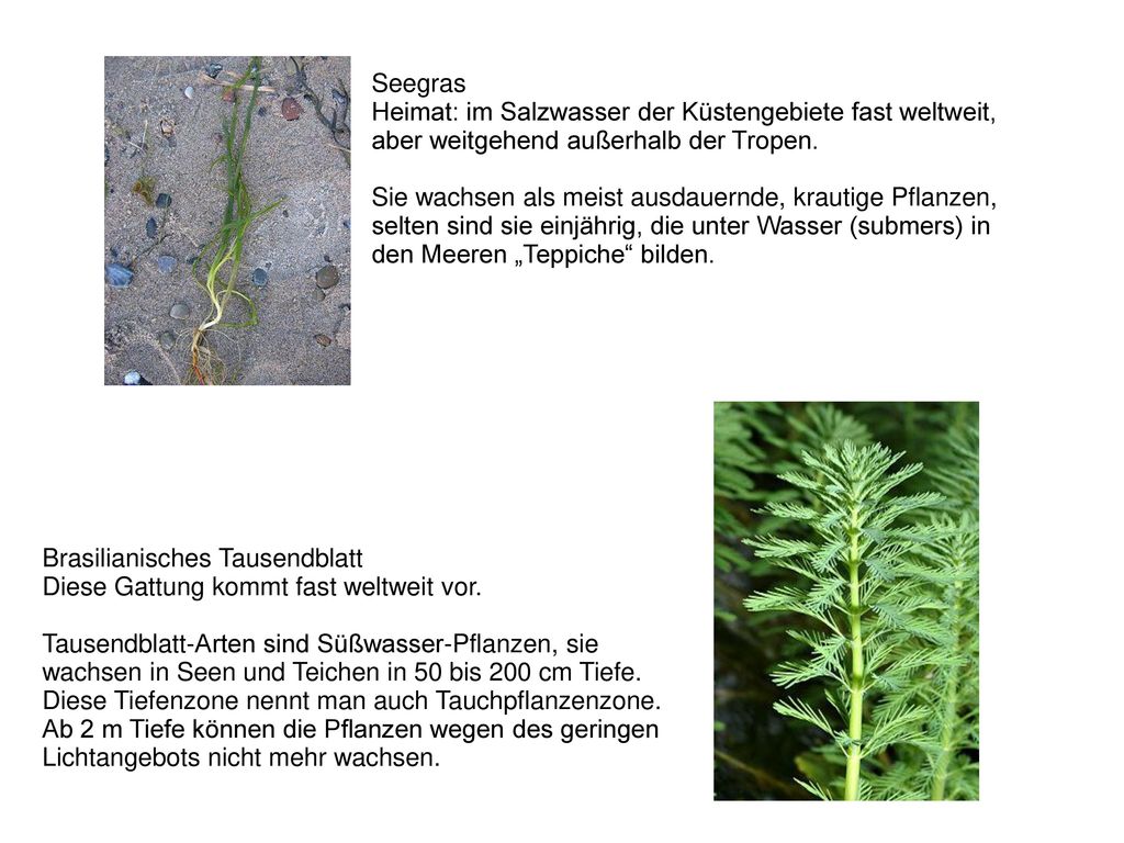 Seegras Heimat: im Salzwasser der Küstengebiete fast weltweit, aber weitgehend außerhalb der Tropen.