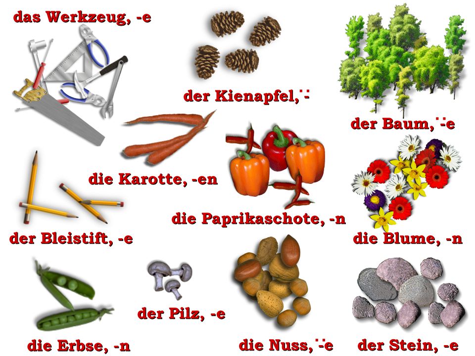 : : : der Kienapfel, - der Baum, -e das Werkzeug, -e die Karotte, -en