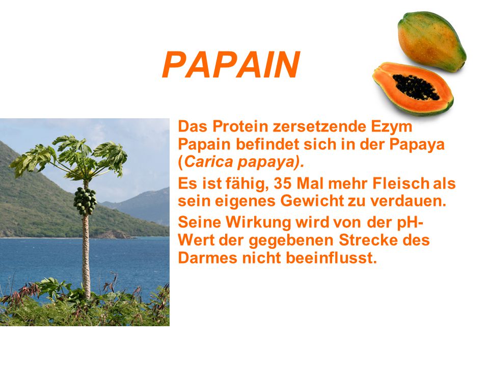 PAPAIN Das Protein zersetzende Ezym Papain befindet sich in der Papaya (Carica papaya).