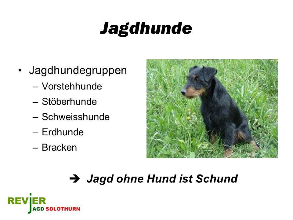 Jagdhunde Jagdhundegruppen  Jagd ohne Hund ist Schund Vorstehhunde