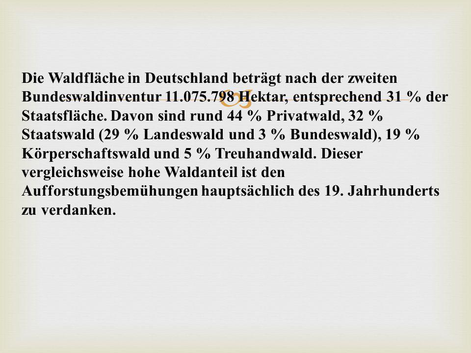 Die Waldfläche in Deutschland beträgt nach der zweiten Bundeswaldinventur Hektar, entsprechend 31 % der Staatsfläche.