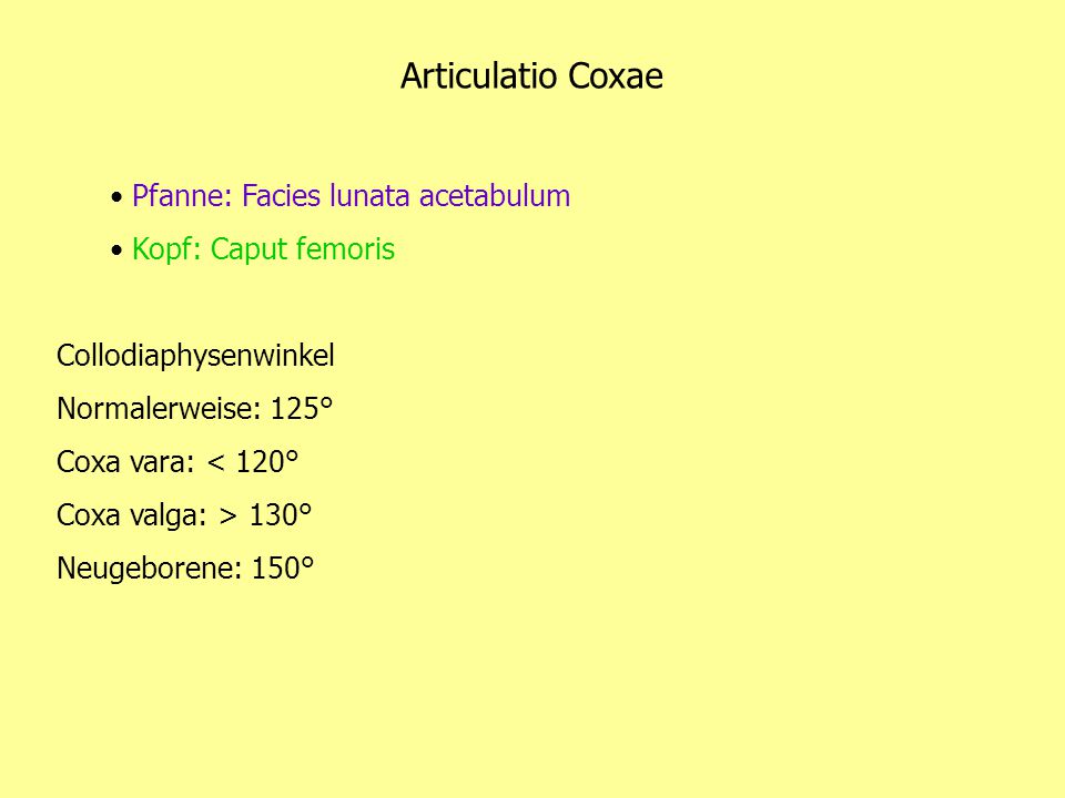 Articulatio Coxae Pfanne: Facies lunata acetabulum Kopf: Caput femoris