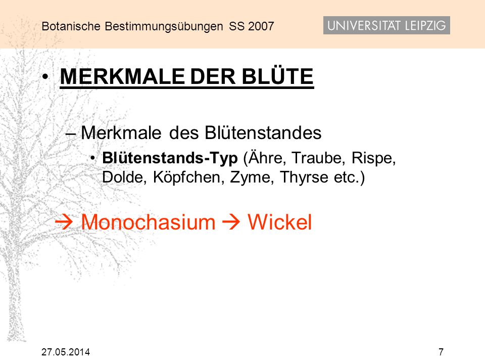 MERKMALE DER BLÜTE  Monochasium  Wickel Merkmale des Blütenstandes