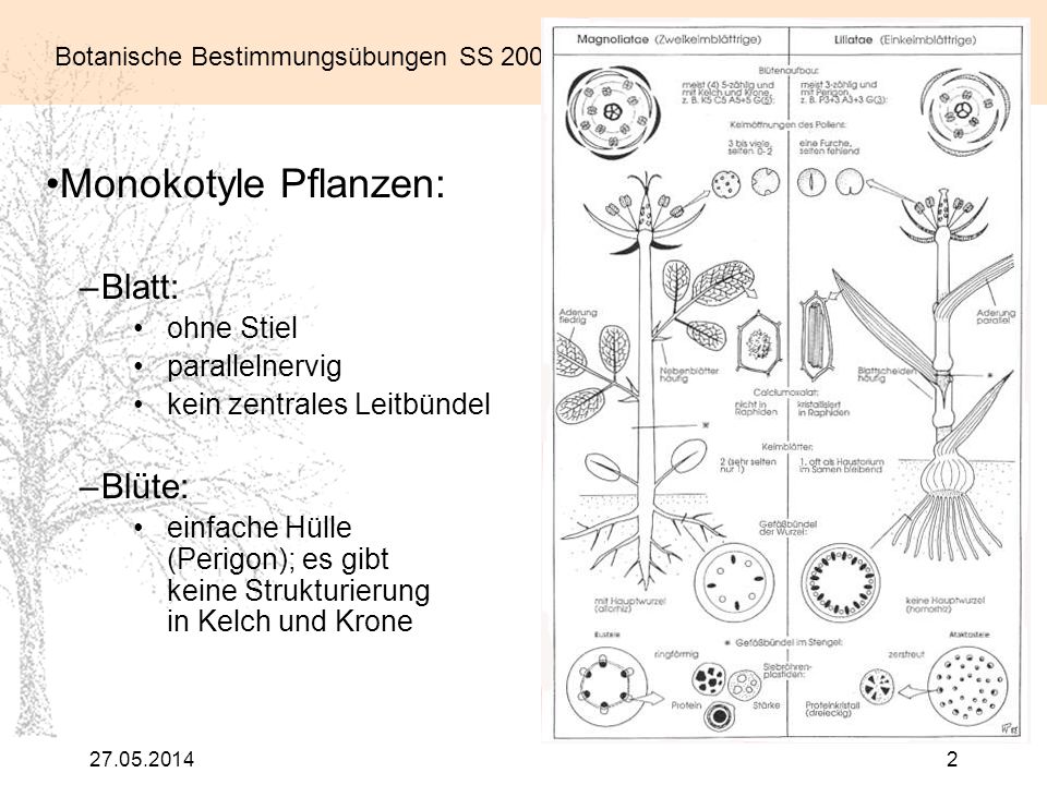 Monokotyle Pflanzen: Blatt: Blüte: ohne Stiel parallelnervig - ppt video  online herunterladen