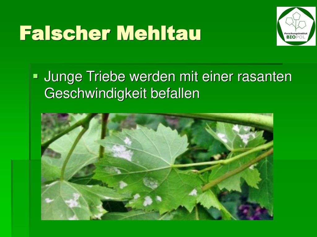 Falscher Mehltau Junge Triebe werden mit einer rasanten Geschwindigkeit befallen