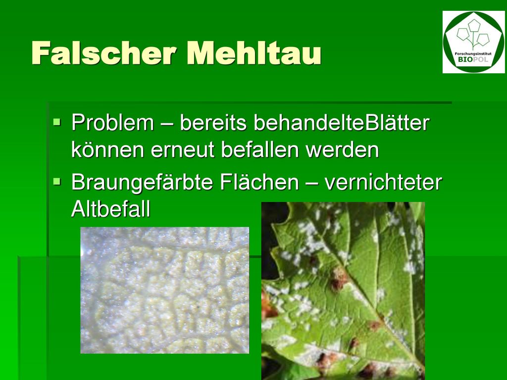 Falscher Mehltau Problem – bereits behandelteBlätter können erneut befallen werden.