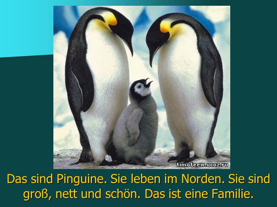 Das sind Pinguine. Sie leben im Norden. Sie sind groß, nett und schön