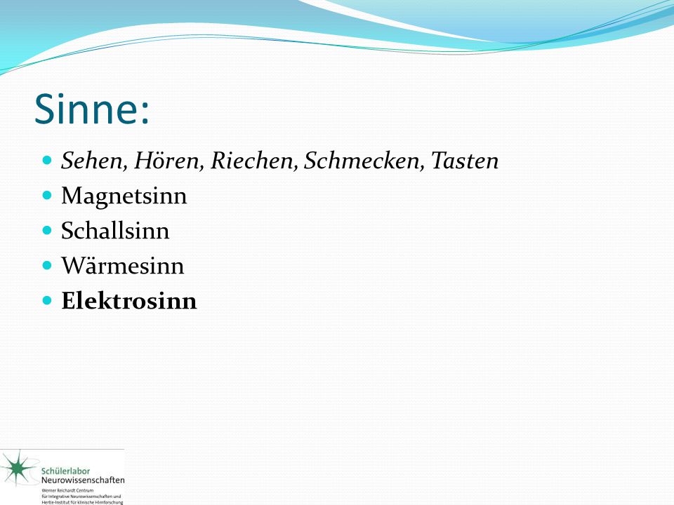 Sinne: Sehen, Hören, Riechen, Schmecken, Tasten Magnetsinn Schallsinn
