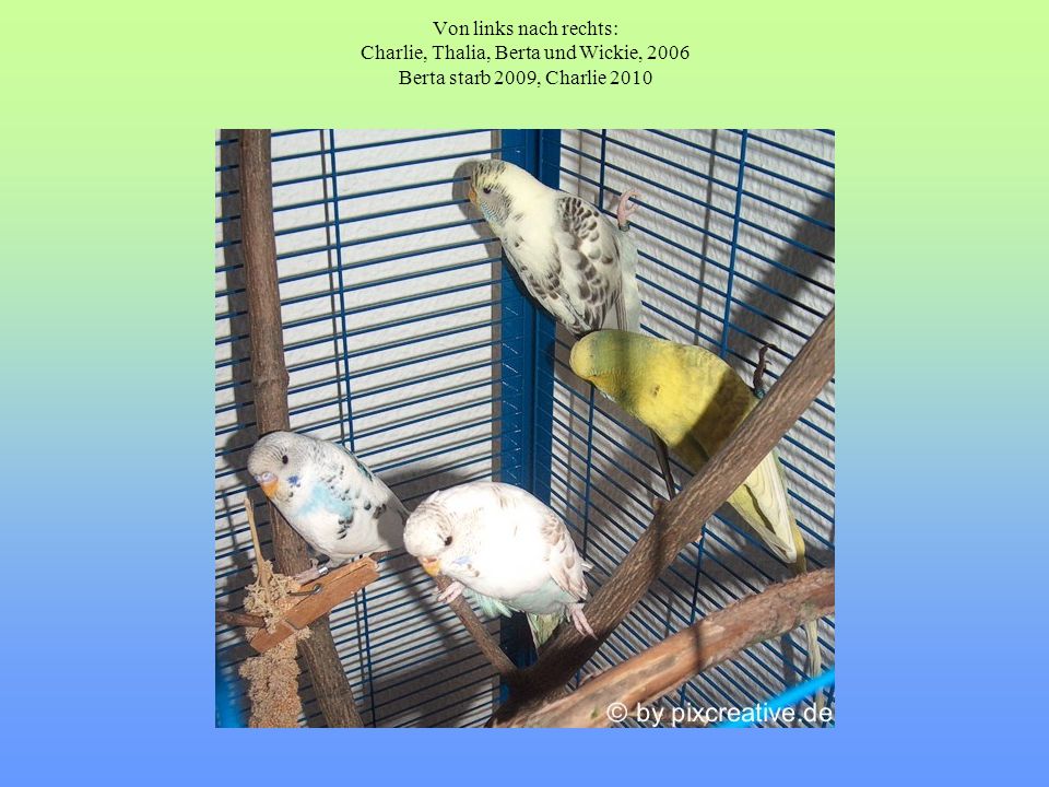 Von links nach rechts: Charlie, Thalia, Berta und Wickie, 2006 Berta starb 2009, Charlie 2010