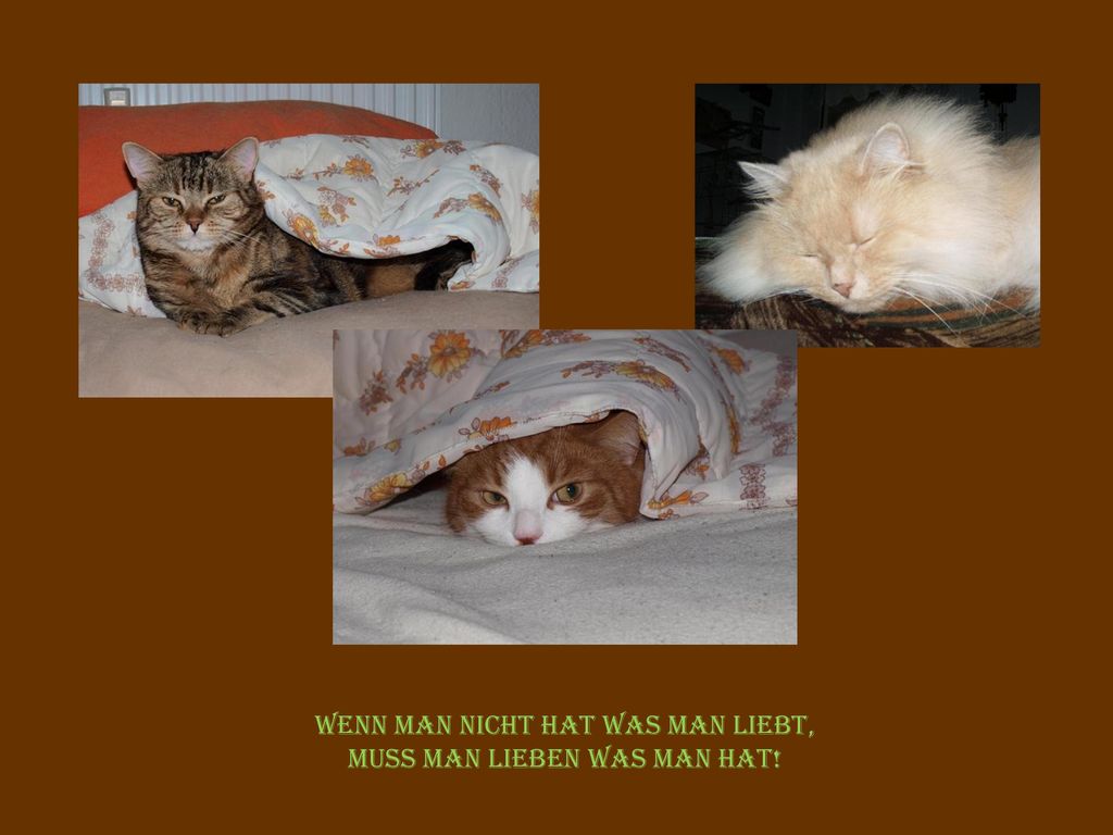 Wenn man nicht hat was man liebt, Muss man lieben was man hat!