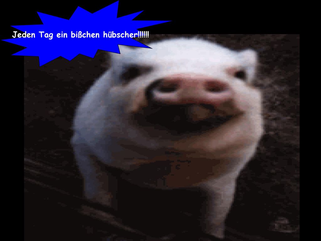 Jeden Tag ein bißchen hübscher!!!!!!