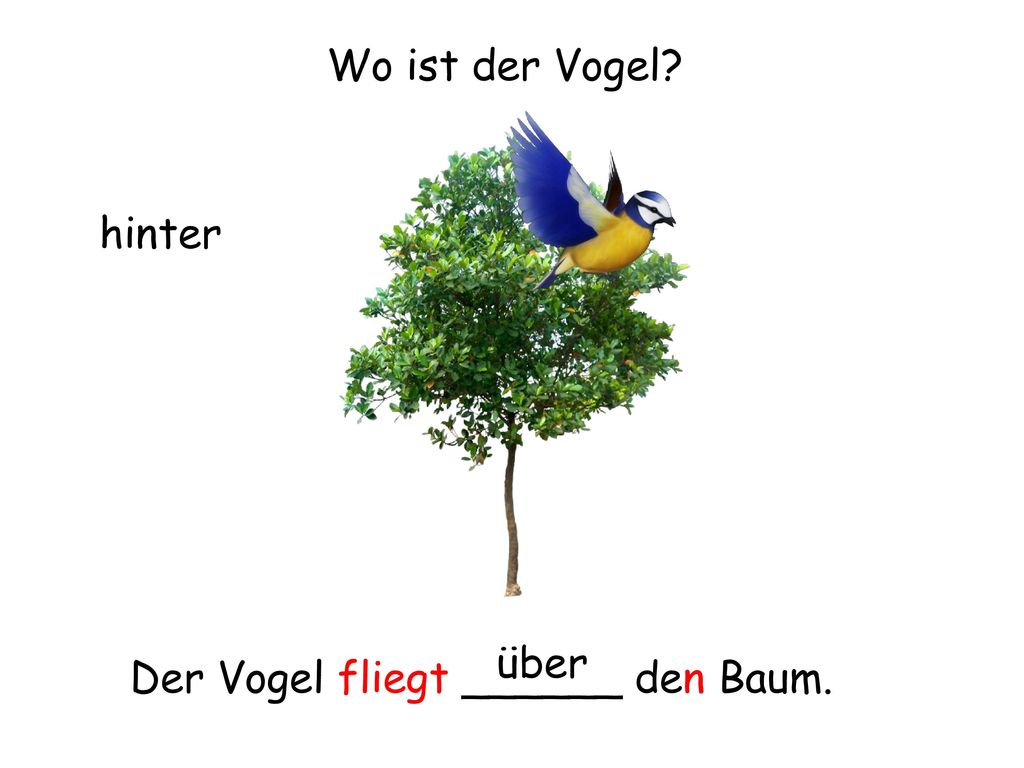 Wo ist der Vogel hinter über Der Vogel fliegt ______ den Baum.