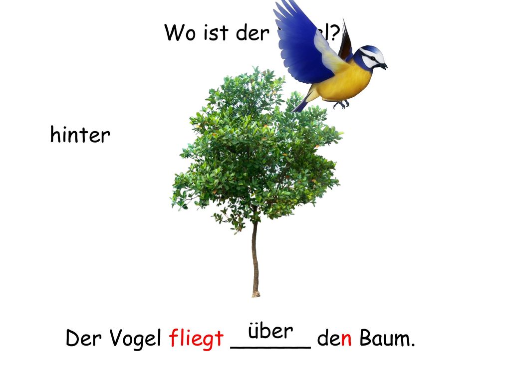 Wo ist der Vogel hinter über Der Vogel fliegt ______ den Baum.