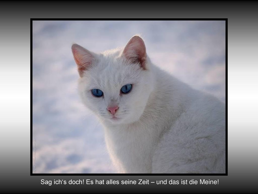 Sag ich‘s doch! Es hat alles seine Zeit – und das ist die Meine!