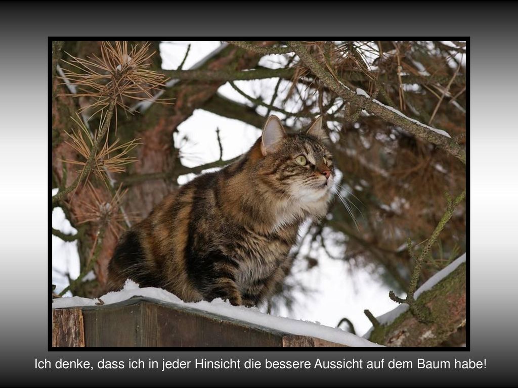 Ich denke, dass ich in jeder Hinsicht die bessere Aussicht auf dem Baum habe!