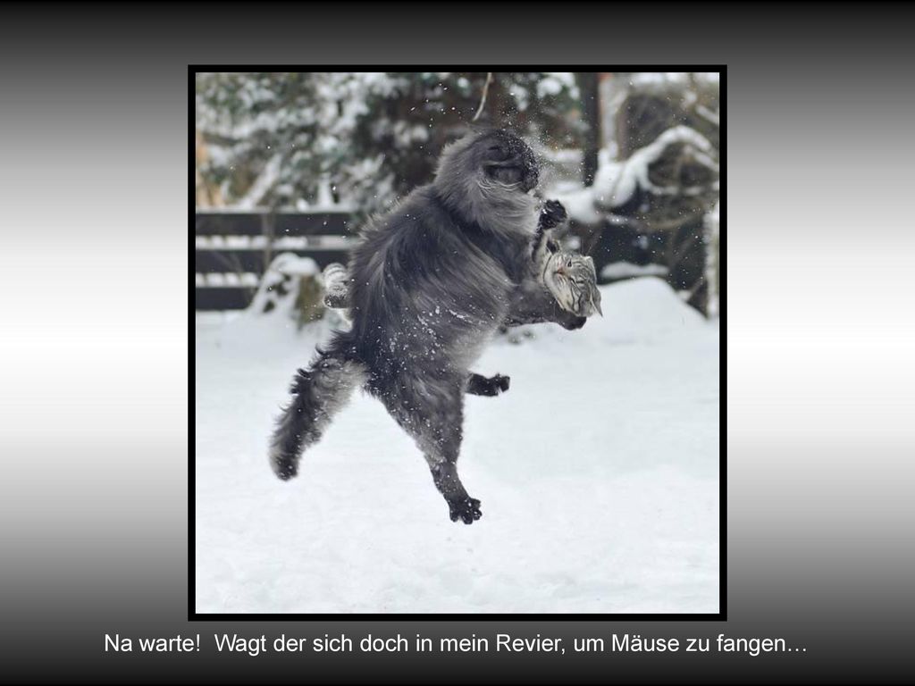 Na warte! Wagt der sich doch in mein Revier, um Mäuse zu fangen…
