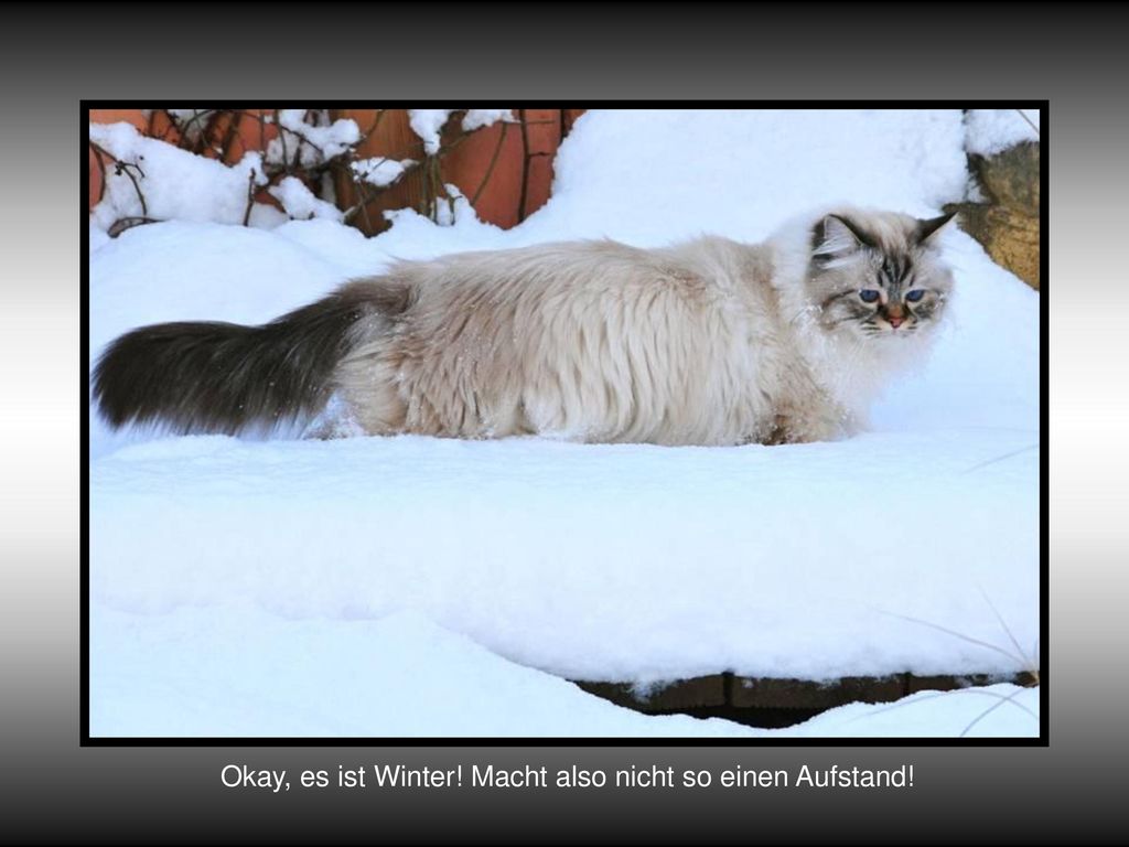 Okay, es ist Winter! Macht also nicht so einen Aufstand!