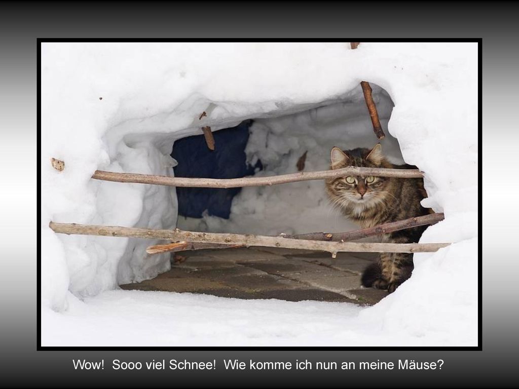 Wow! Sooo viel Schnee! Wie komme ich nun an meine Mäuse