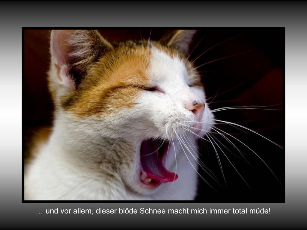 … und vor allem, dieser blöde Schnee macht mich immer total müde!