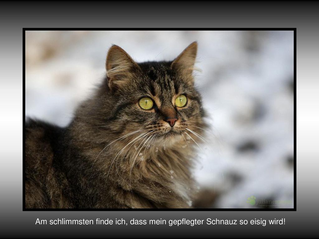 Am schlimmsten finde ich, dass mein gepflegter Schnauz so eisig wird!