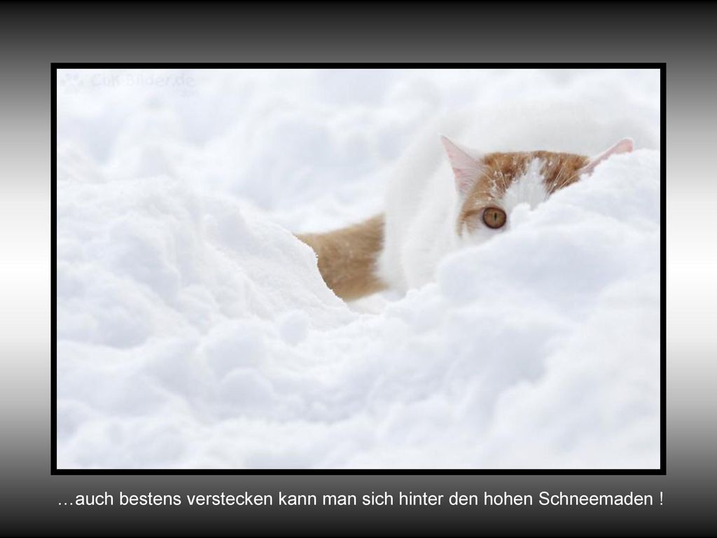 …auch bestens verstecken kann man sich hinter den hohen Schneemaden !