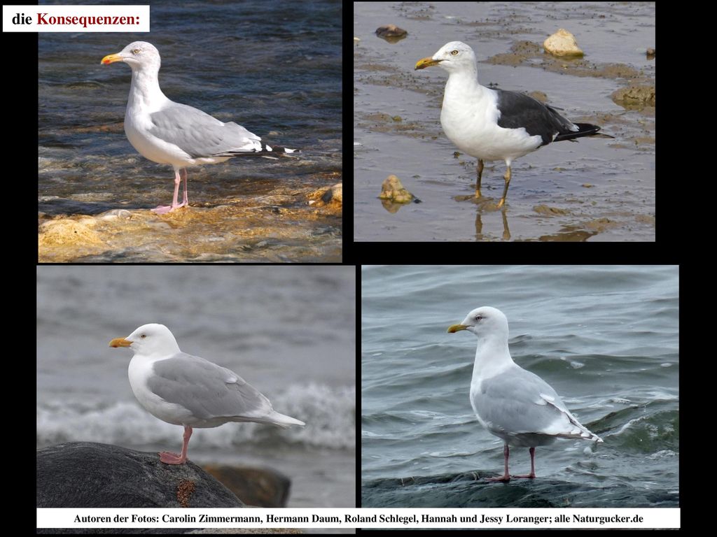 die Konsequenzen: Autoren der Fotos: Carolin Zimmermann, Hermann Daum, Roland Schlegel, Hannah und Jessy Loranger; alle Naturgucker.de.