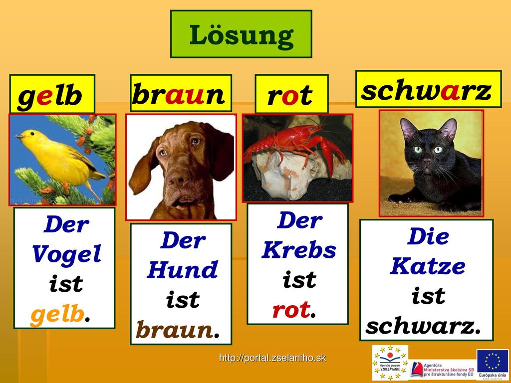 schwarz gelb braun rot Lösung Der Der Krebs Die Vogel Der ist Katze