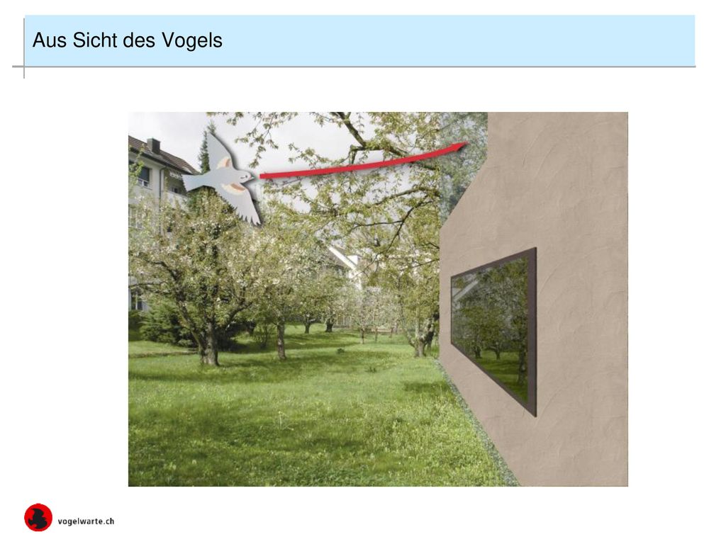 Aus Sicht des Vogels Zwei Eigenschaften des Glases sind für den Vogel eine Gefahr: Durchsicht/Transparenz.