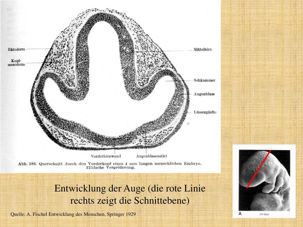 Entwicklung der Auge (die rote Linie rechts zeigt die Schnittebene)