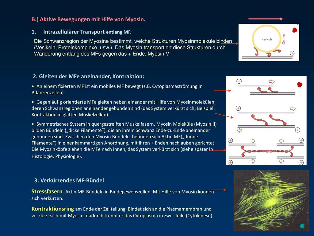    B.) Aktive Bewegungen mit Hilfe von Myosin.