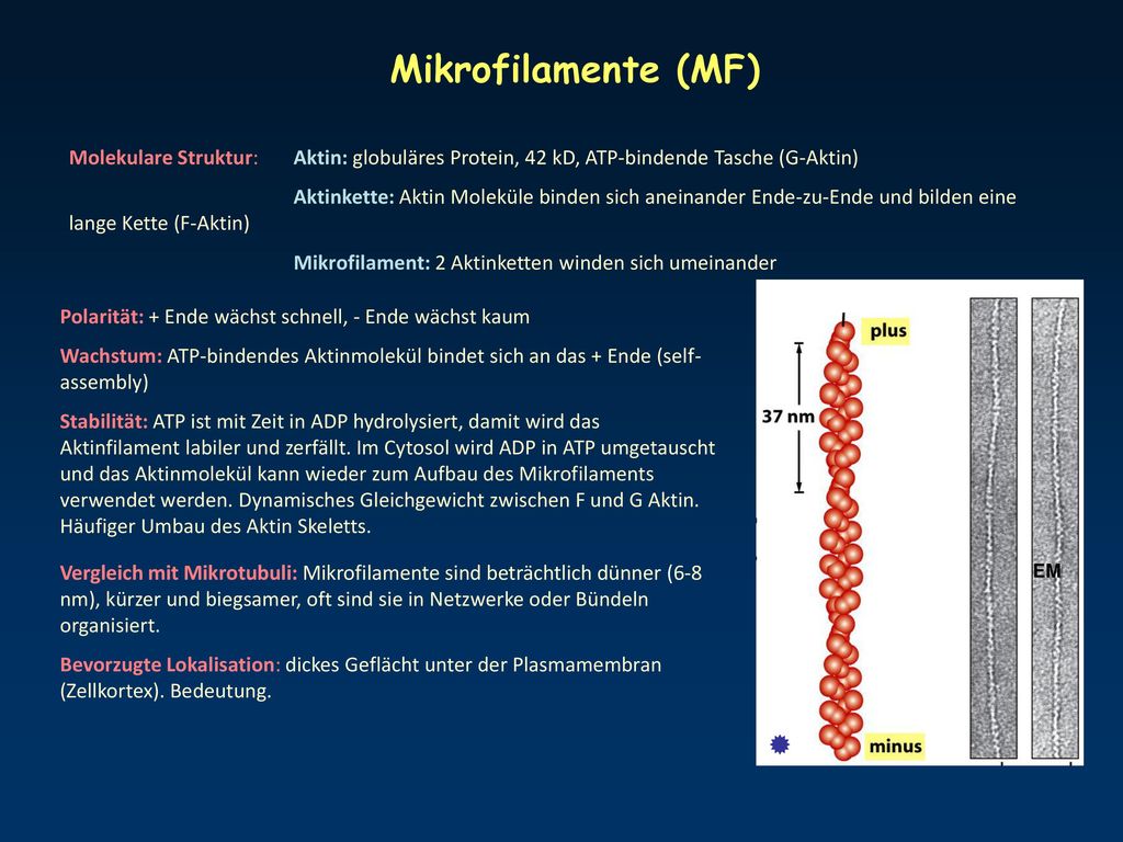 Mikrofilamente (MF) Molekulare Struktur: Aktin: globuläres Protein, 42 kD, ATP-bindende Tasche (G-Aktin)