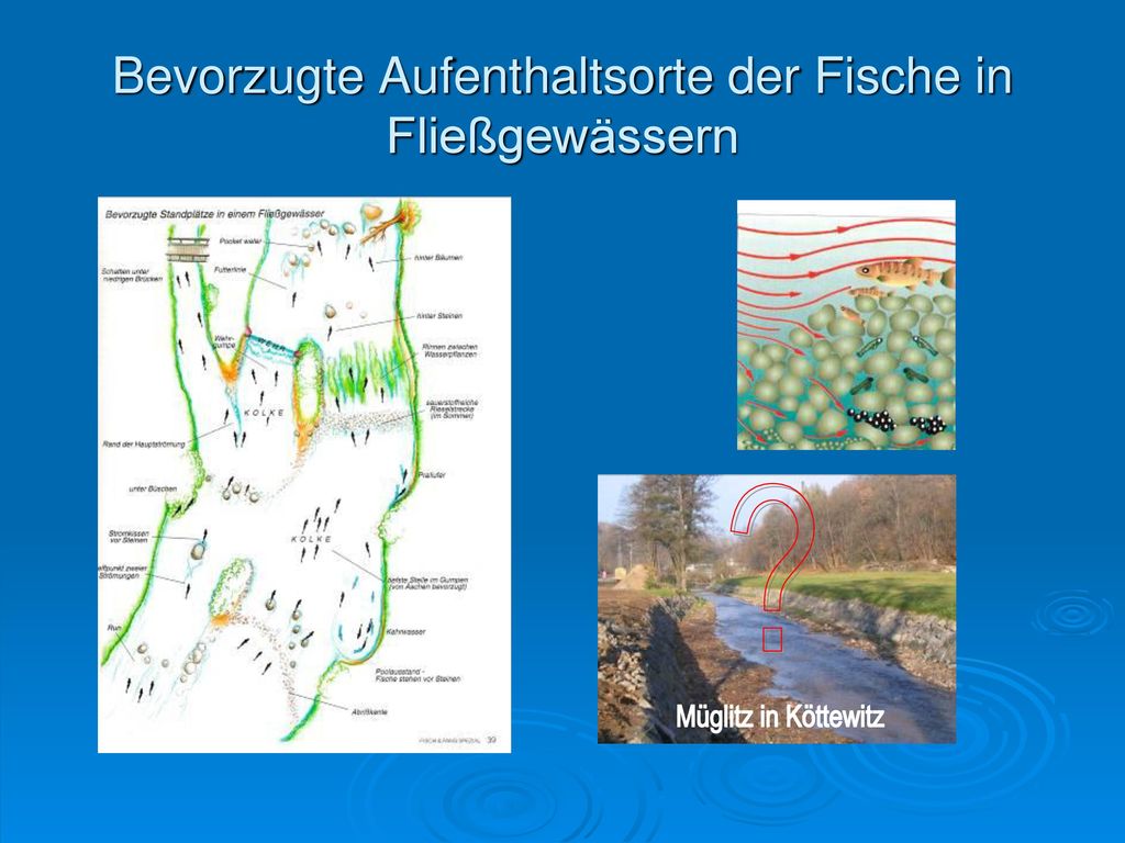 Bevorzugte Aufenthaltsorte der Fische in Fließgewässern