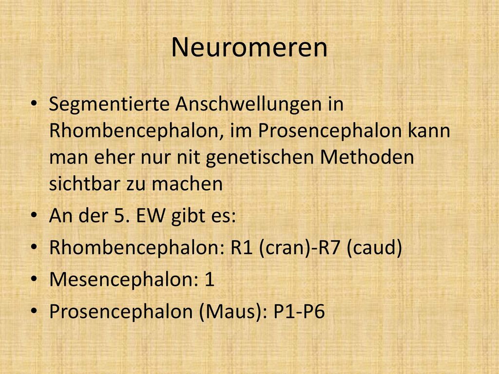 Neuromeren Segmentierte Anschwellungen in Rhombencephalon, im Prosencephalon kann man eher nur nit genetischen Methoden sichtbar zu machen.