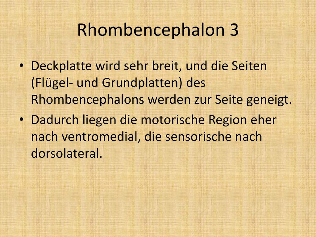 Rhombencephalon 3 Deckplatte wird sehr breit, und die Seiten (Flügel- und Grundplatten) des Rhombencephalons werden zur Seite geneigt.