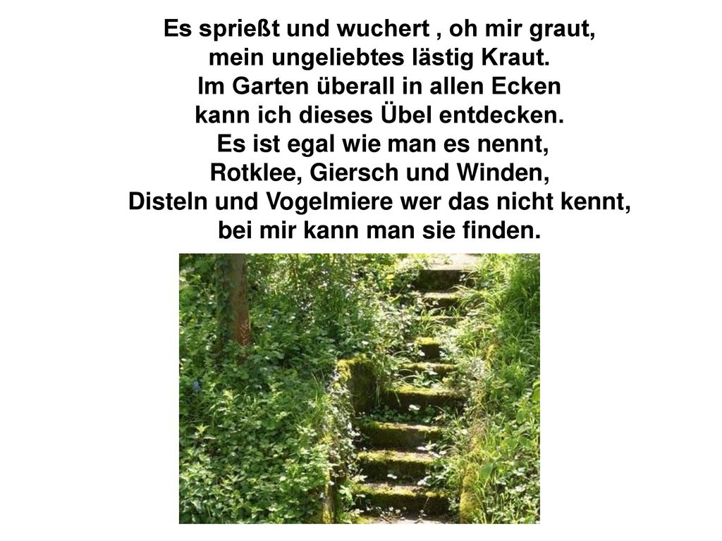 Es sprießt und wuchert , oh mir graut, mein ungeliebtes lästig Kraut.