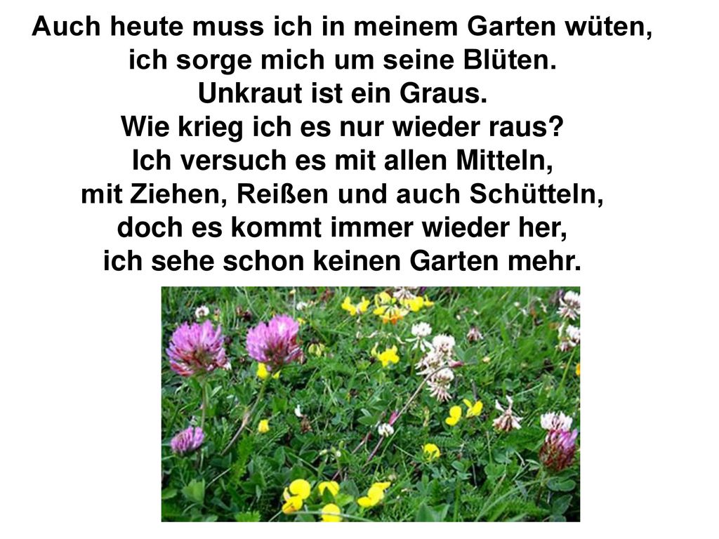 Auch heute muss ich in meinem Garten wüten, ich sorge mich um seine Blüten.