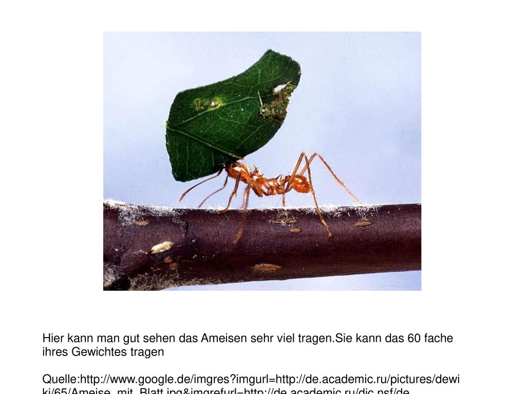 Hier kann man gut sehen das Ameisen sehr viel tragen