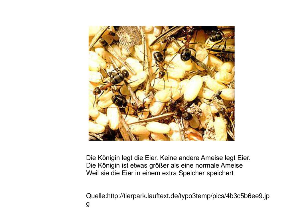 Die Königin legt die Eier. Keine andere Ameise legt Eier.