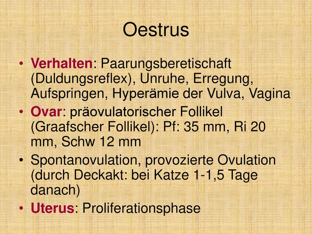 Oestrus Verhalten: Paarungsberetischaft (Duldungsreflex), Unruhe, Erregung, Aufspringen, Hyperämie der Vulva, Vagina.