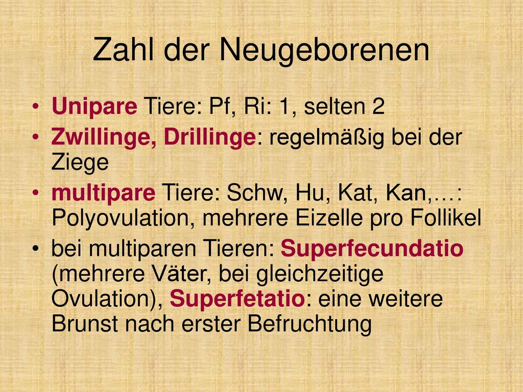 Zahl der Neugeborenen Unipare Tiere: Pf, Ri: 1, selten 2