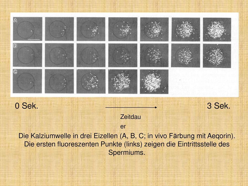 Die Kalziumwelle in drei Eizellen (A, B, C; in vivo Färbung mit Aeqorin). Die ersten fluoreszenten Punkte (links) zeigen die Eintrittsstelle des Spermiums.