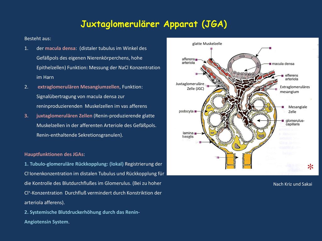 * Juxtaglomerulärer Apparat (JGA) Besteht aus: