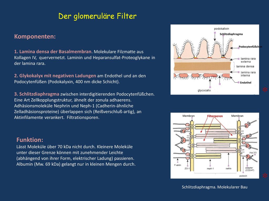 * * Der glomeruläre Filter Komponenten: Funktion: